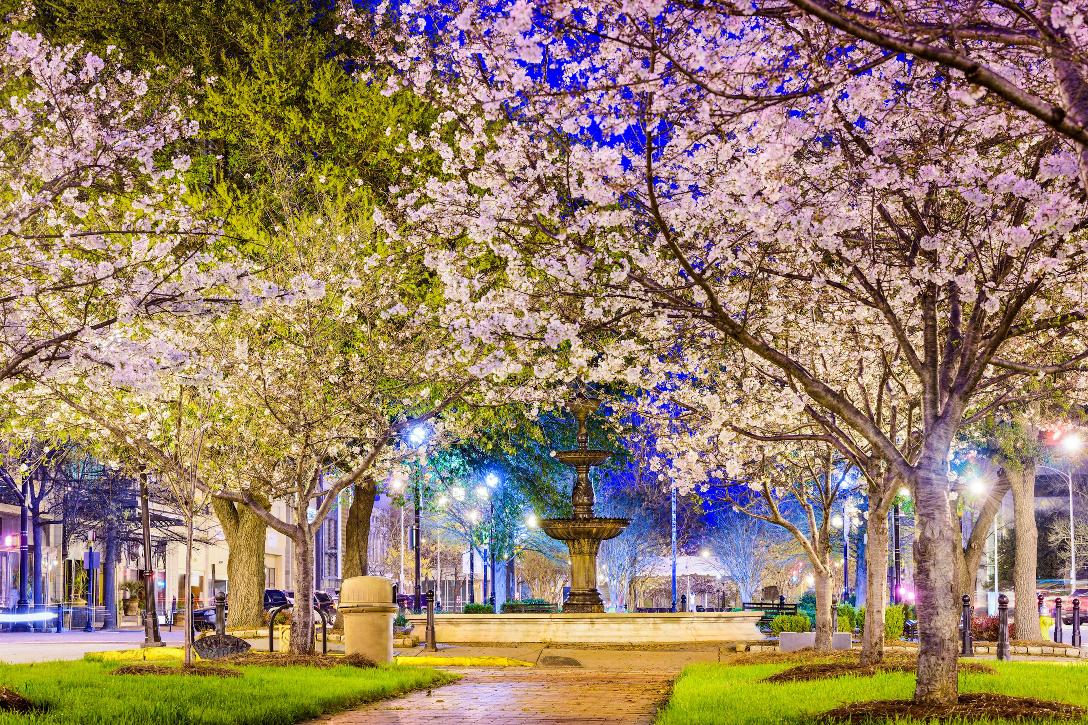 10 best spots in US for cherry blossoms in 2022 Lonely